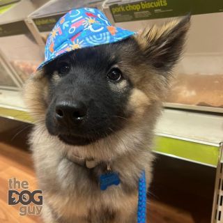 There’s training, and then there’s training in style, and we believe that Reggie has an abundance of style! 🎩 

#DogTrainingCompany #ProfessionalDogTraining #ResidentialTraining #DogTraining #DogTrainers #EssexDogs #HeelTraining